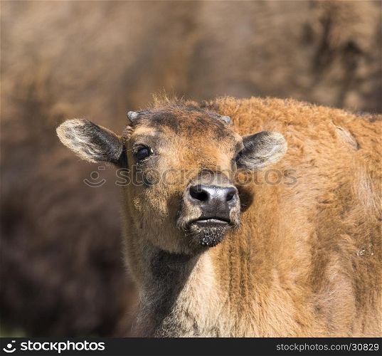 Intimate portrait of bison calf