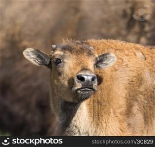 Intimate portrait of bison calf