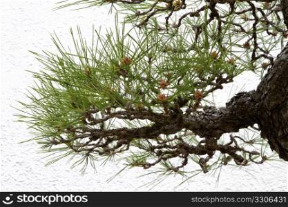 Intricate twists of bonsai pine bough against rough surface, white wall