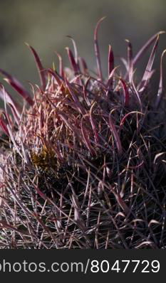 Intriguing appearance of Baja Fire Barrel cactus matches its name. Fishhook needle adds further interest. Outdoor location of this plant is Arizona Sonora Desert Museum in Tucson.