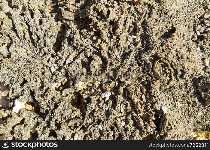 invertebrate, wildlife and nature - close up of hard stony coral. close up of hard stony coral