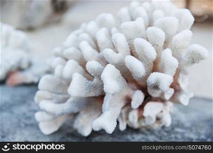 invertebrate, wildlife and nature - hard stony coral. hard stony coral