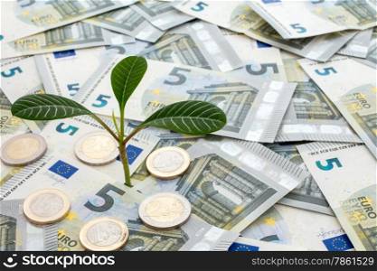 Investment concept. Plant growing from euro currency.