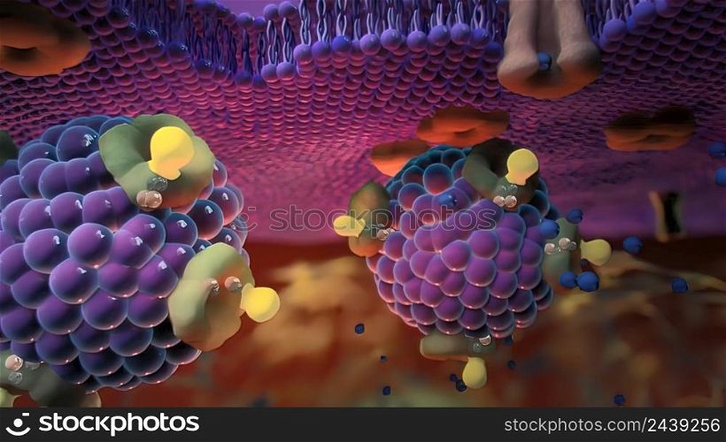Ion channels in epithelial cells serve to move ions, and in some cases fluid, between compartments of the body. 3D illustration. Ion Channels in Epithelial Cells