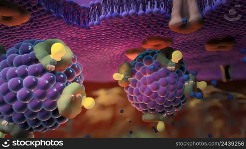 Ion channels in epithelial cells serve to move ions, and in some cases fluid, between compartments of the body. 3D illustration. Ion Channels in Epithelial Cells