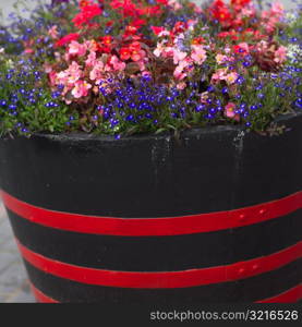 Ireland - Kinsale - flowers in barrel