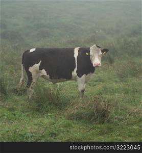 Ireland - Livestock