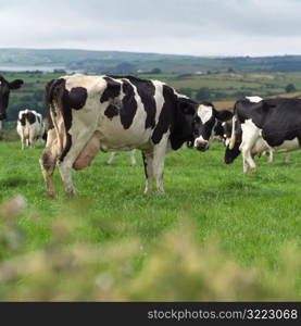 Ireland - Livestock