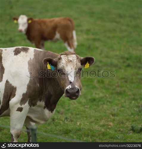 Ireland - Livestock