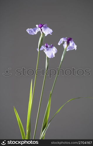 Iris