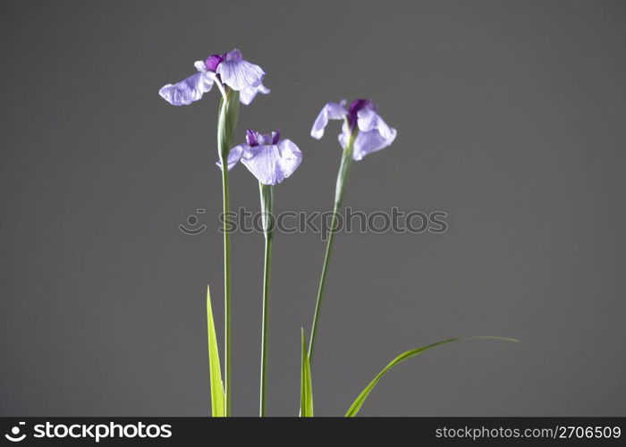 Iris