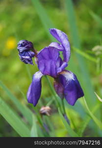 iris