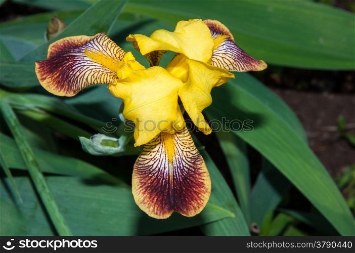 Iris a genus of perennial plants in the family Iridaceae or Iridaceae