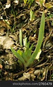 Iris bulbs are bursting with foilage to signal Springs arrival