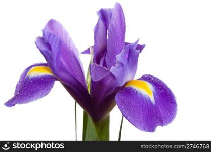 iris flower with drops on isolated
