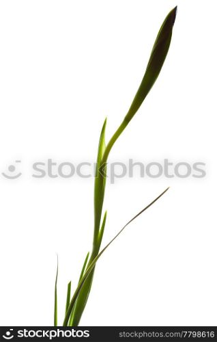 iris in a vase isolated on white