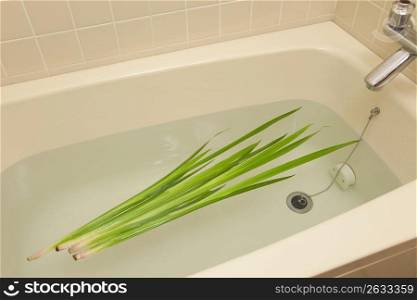 Iris in bath