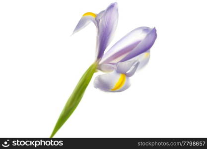 Iris isolated on white