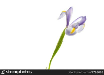 Iris isolated on white