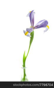 Iris isolated on white