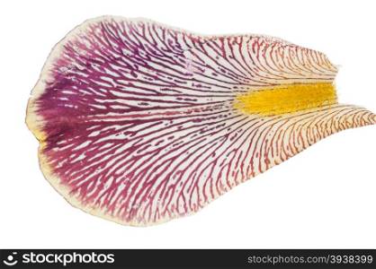 Iris petal. Macro