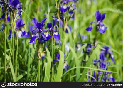 Iris plant. a bunch of iris plants with beautiful yellow purple flowers