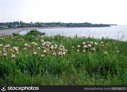 Iris wildflowers by the coast of the swedish island Oland