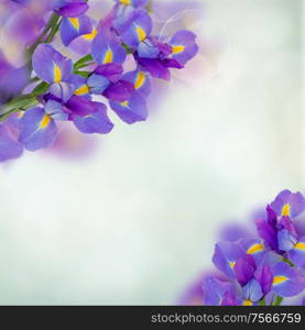 irises flower frame on blue bokeh background. iris flowers background