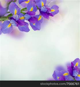 irises flower frame on blue bokeh background. iris flowers background