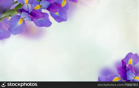 irises flower frame on blue bokeh background. iris flowers background