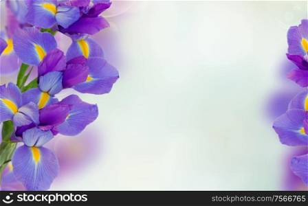 irises flower frame on blue bokeh background. iris flowers background