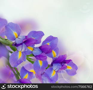 irises flower on blue bokeh background. iris flowers background