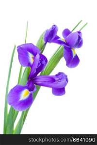 irises flower posy  isolated on white background