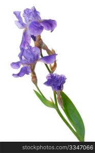 Irises flowers