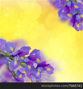 irises frame on bright golden bokeh background. bouquet of irises