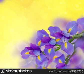 irises frame on bright golden bokeh background. bouquet of irises