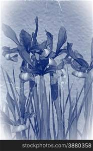 Irises in the summer sun with a distressed cyanotype effect added