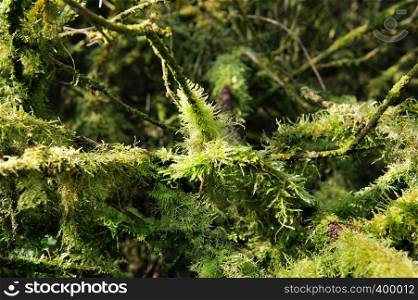 Irish wild plants - fresh green moss in the forest