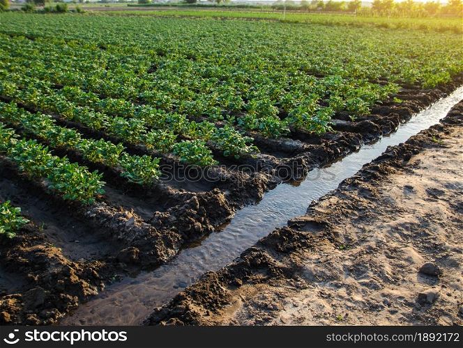 Irrigation canal with water on a farm plantation. Watering the plantation field. European organic farming. Agriculture and agribusiness. Agronomy. Great view of the farmland. Agroindustry