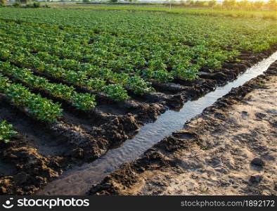 Irrigation canal with water on a farm plantation. Watering the plantation field. European organic farming. Agriculture and agribusiness. Agronomy. Great view of the farmland. Agroindustry
