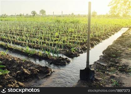 Irrigation canals with water on the plantation field. Water supply system, cultivation in arid regions. Agronomy. Rural countryside. European farm, farming. Caring for plants