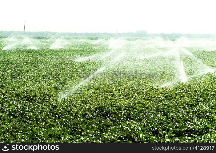 Irrigation of cotton