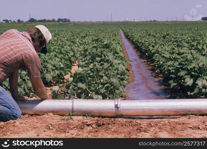 Irrigation of soybean fields, Texas