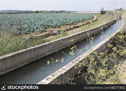 Irrigation of vegetables. Water canal