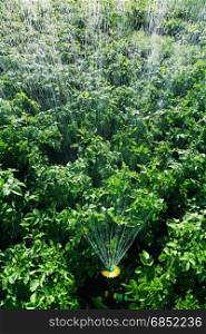 irrigation on the field of potatoes