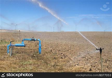 Irrigation sprayers in the field. Yellow plants