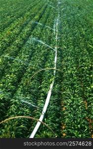 Irrigation system for soy beans in Midwest , USA