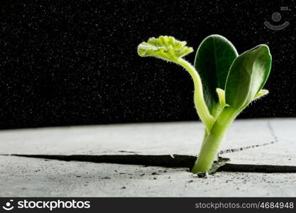 Is there life on moon. Green plant sprout growing from crack on moon surface