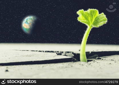 Is there life on moon. Green plant sprout growing from crack on moon surface. Elements of this image are furnished by NASA