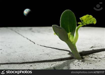 Is there life on moon. Green plant sprout growing from crack on moon surface. Elements of this image are furnished by NASA
